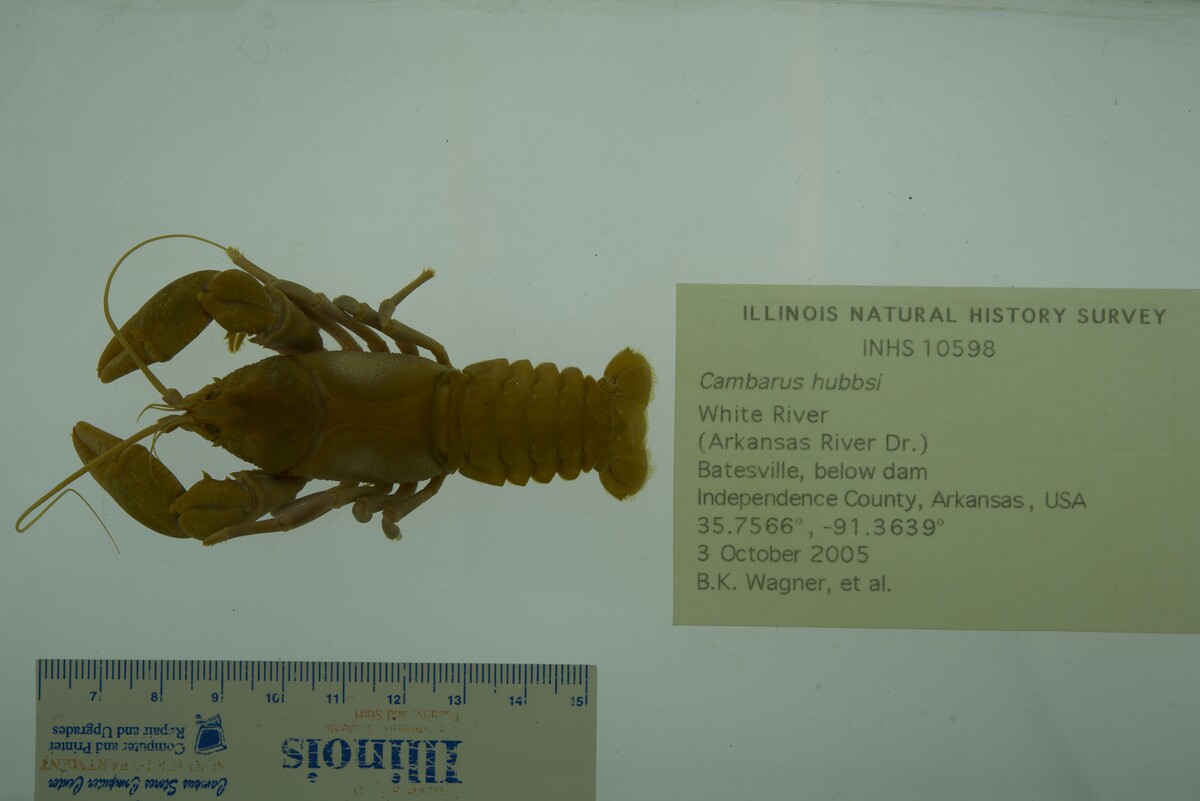Cambarus hubbsi image